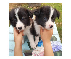 Adorables cachorros de Border Collie - Imagen 4/4