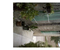 VENDO CASA - Imagen 5/6