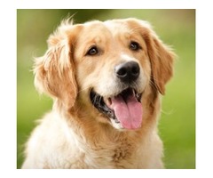 peluqueria canina para Golden Retriever - Imagen 1/4
