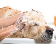 peluqueria canina para Golden Retriever