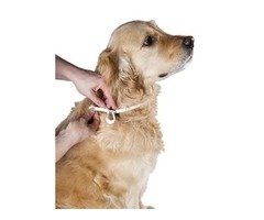 Collar para Perros Anti Pulgas Y Garrapatas Marca Hartz UltraGuard de 20”