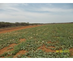 VENDO FINCA AGRICOLA - Imagen 5/6