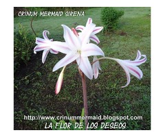 La Flor de los Deseos Crinum Mermaid Sirena  Bulbo más consulta energética