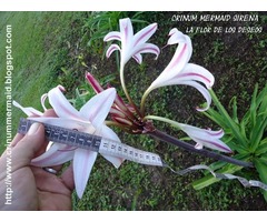 La Flor de los Deseos Crinum Mermaid Sirena  Bulbo más consulta energética - Imagen 4/6