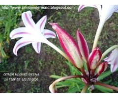 La Flor de los Deseos Crinum Mermaid Sirena  Bulbo más consulta energética - Imagen 5/6