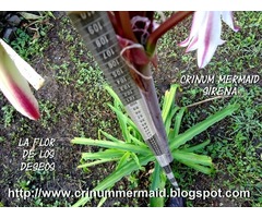 La Flor de los Deseos Crinum Mermaid Sirena  Bulbo más consulta energética - Imagen 6/6