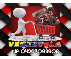 Lombrices Californianas en Venezuela, Lombrricultura Barquisimeto tlf 04267093808