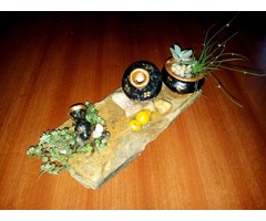 jardines miniatura, plantas exóticas - Imagen 2/5