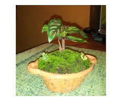 jardines miniatura, plantas exóticas - Imagen 5/5