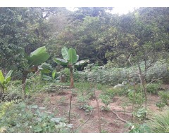 CASA SEGURA EN VALENCIA 1000M2 TERRENO ACTUALMENTE PRODUCIENDO MUCHAS FRUTAS Y VEGETALES - Imagen 4/6